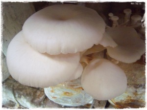 kandungan nutrisi jamur tiram putih pleurotus ostreatus