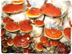 ganoderma-lucidum-jamur-lingzhi-reishi-mushroom-jamur-1001-khasiat