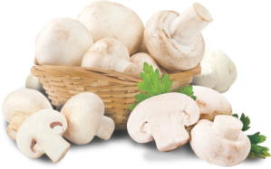 mushroom-jamur-kancing