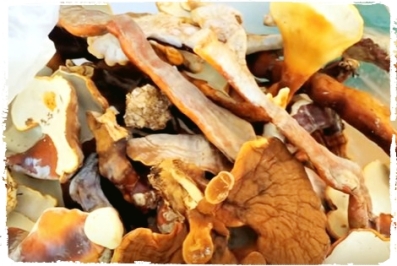jamur-lingzhi-reishi-mushroom-jamur-1001-khasiat-jamur-panjang-usia