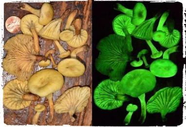 glowing-mushrooms